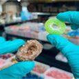 Apple rings pic